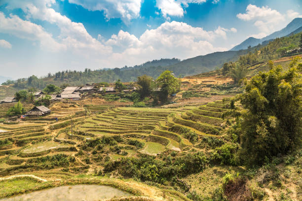 istock Terraced rice field in Sapa 1280050118