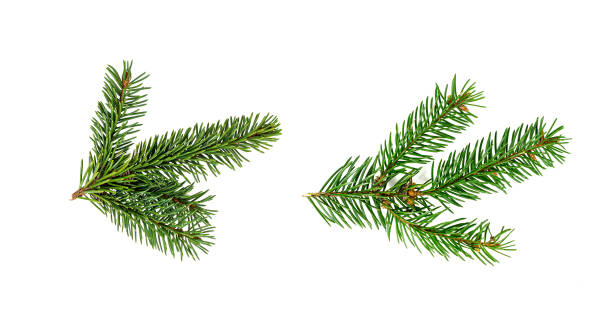 vista superior do ramo de abeto verde com agulhas isoladas no fundo branco - fir tree christmas branch twig - fotografias e filmes do acervo