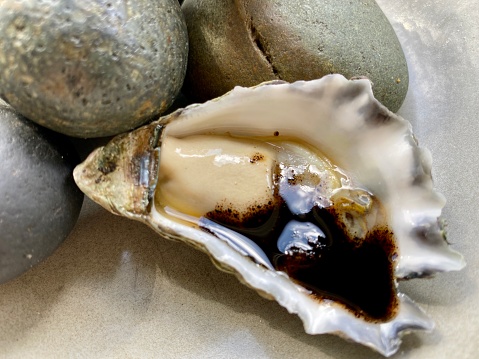 Open oyster shell with black pearls on sandy beach near sea. Space for text