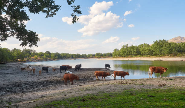 istock ponton swamp and landscape with cows 1280053145
