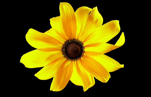 yellow Rudbeckia flower on black background