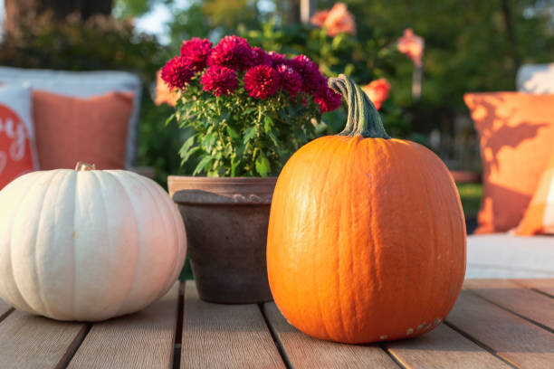 istock Closeup of pumpkins and mums in the backyard in fall 1280054708