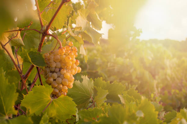 istock Green grape, grapevine and leaves background in sunlight 1280055377