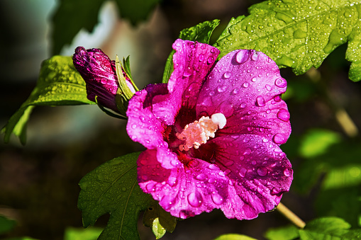 Rose of Sharon (Hibiscus syriacus) closeup