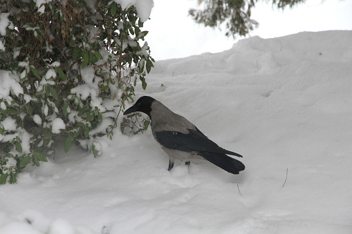 Snow time and the birds