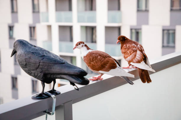 istock Red white pigeons sitting near the plastic crow 1280059479