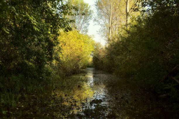 caminho inundado em um pântano na manhã no outono - swamp moody sky marsh standing water - fotografias e filmes do acervo