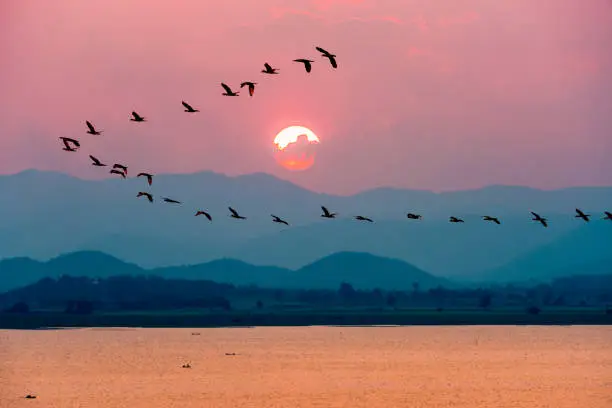 Photo of Birds flying over lake during sunset