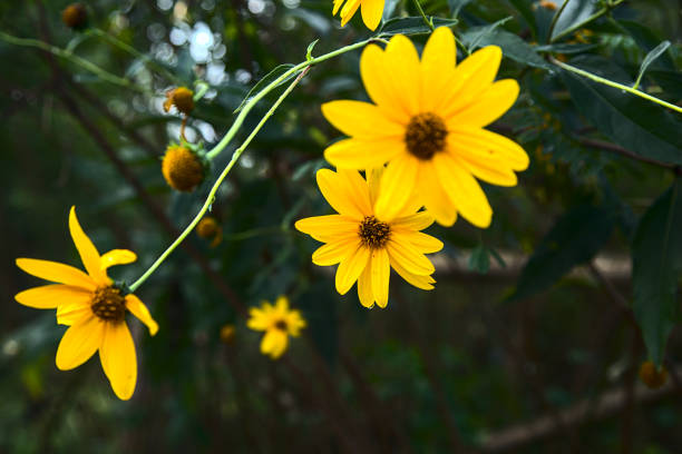 istock Yellow heliantuses in bloom in a bush 1280060826