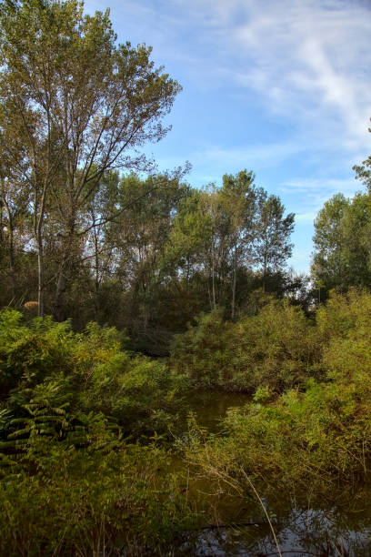 istock Stream of water in a park in autumn 1280061565