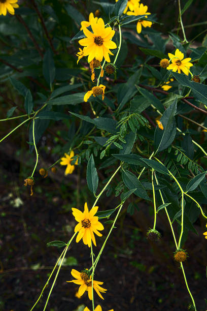 istock Yellow heliantuses in bloom in a bush 1280061763
