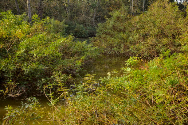istock Stream of water in a park in autumn 1280061805
