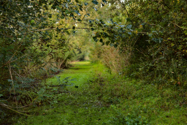 istock Path covered by grass and bordered by trees in a peat bog at morning in autumn 1280061821