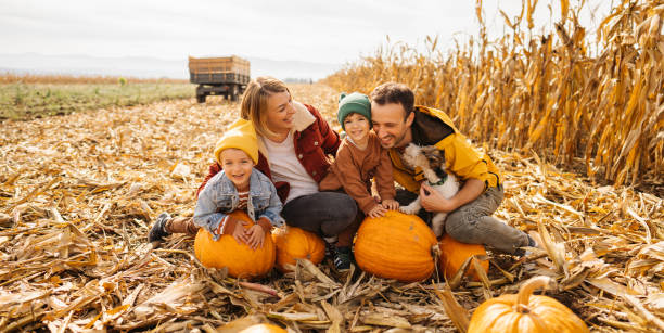 family in a pumpkin patch - pumpkin patch imagens e fotografias de stock