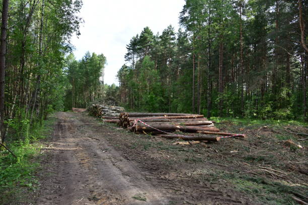 istock Large quantity of cut and stacked spruce timber in forest for transported. Stack of cut logs 1280062045