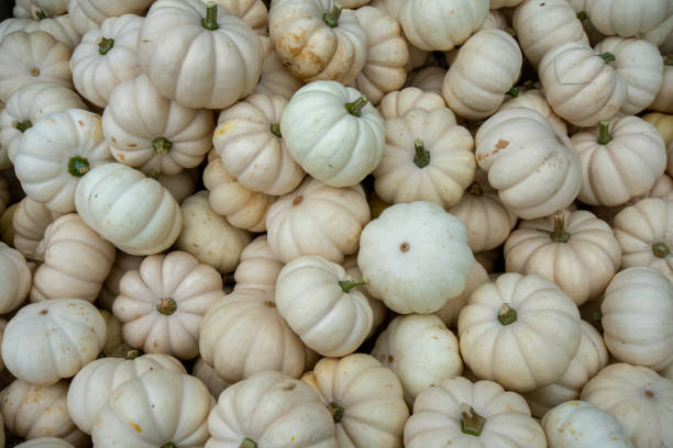 istock Small White Pumpkins in a Pile Filling the Frame 1280063856