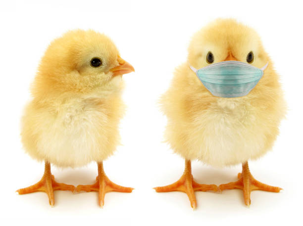 two chicks only one with face mask often epidemic scene - chicken isolated yellow young animal imagens e fotografias de stock