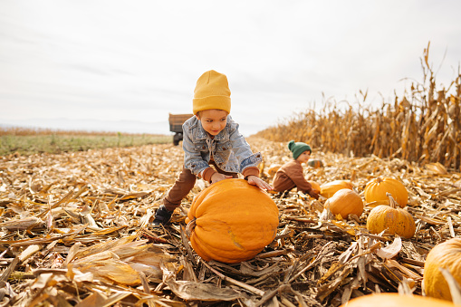 Photo of a little boy collecting pumpkins on a pumpkin patch, accompanied by his brother; family on a Halloween pumpkin patch adventure.