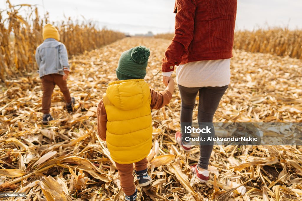 Exploring cornfields with our mom Photo of little boys exploring cornfields with their mother on a lovely autumn day; surrounded by the breathtaking scenery. Corn Maze Stock Photo