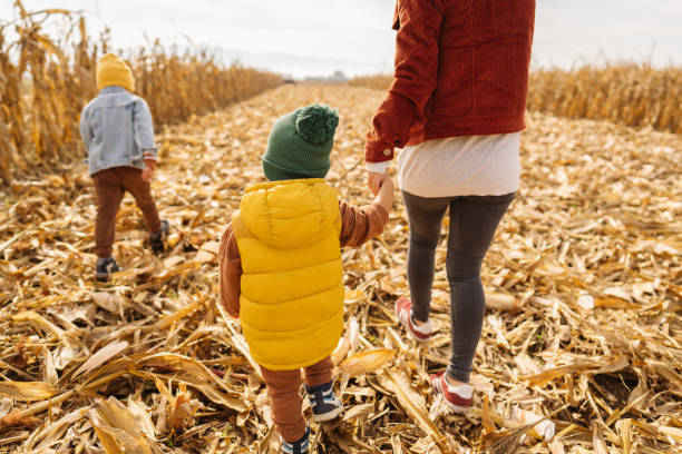 Exploring cornfields with our mom Photo of little boys exploring cornfields with their mother on a lovely autumn day; surrounded by the breathtaking scenery. corn-maze stock pictures, royalty-free photos & images