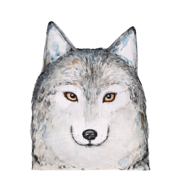 istock Water color sketch of gray fluffy wolf character with bright amber eyes. Front view, looking at camera. Hand painted watercolour sketchy drawing, cut out clipart element for design, poster, print. 1280067553