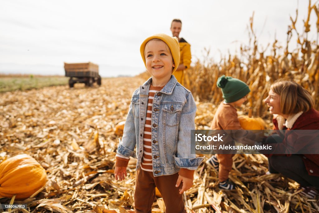 Pumpkin patch adventure with our dad and mom Photo of a little boy collecting pumpkins on a pumpkin patch, accompanied by his brother, mother, and father; family on a Halloween pumpkin patch adventure. Autumn Stock Photo
