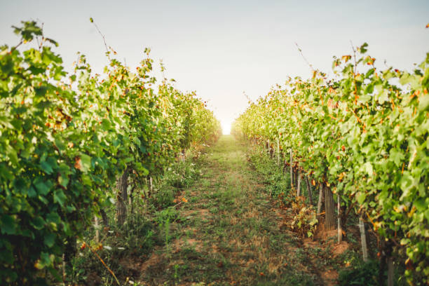istock Vineyard with white wine grapes in late summer 1280068699