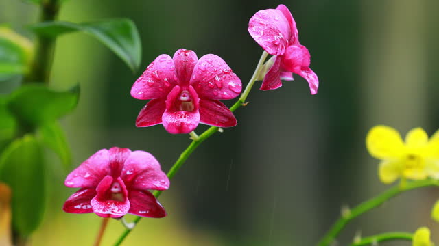 purple orchid flower under the rain drops