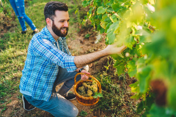 istock Man cutting grapes in vineyard 1280068871