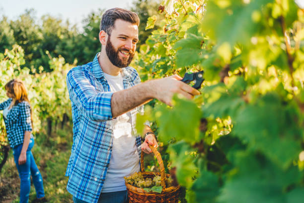 Happy young man cutting grapes in vineyard