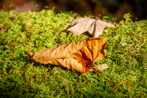 Background - Nature - Leaf on Moss Covered Log