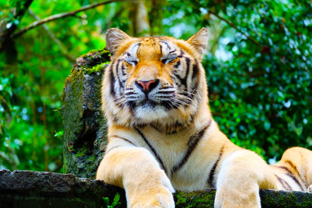 istock Sleeping Tiger in the jungle 1280070553