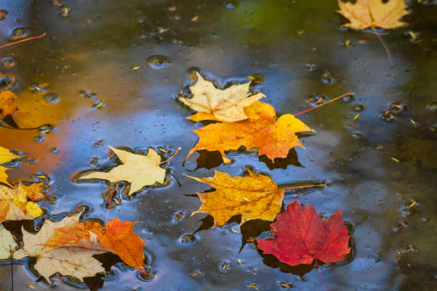 istock Background - Nature -Autumn Leaves on Still Water 1280070575