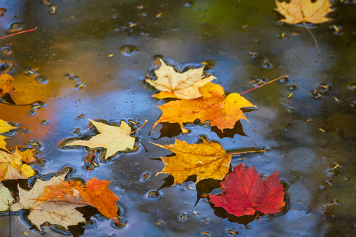 Full Frame -Nature -Autumn Leaves on Still Water