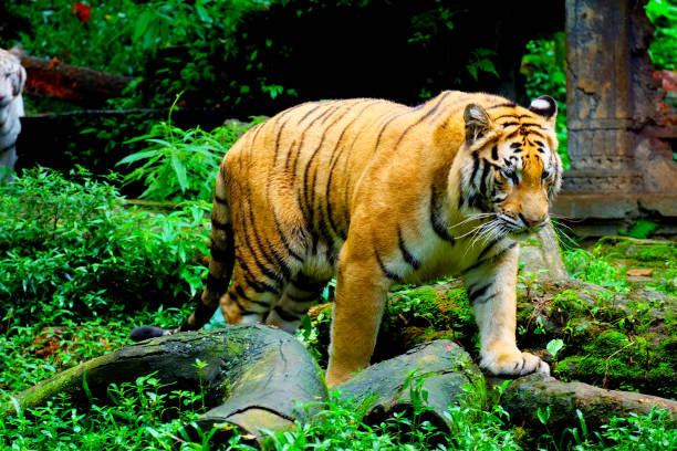 istock walking tiger in the jungle 1280070598