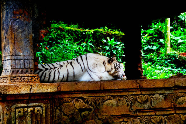 istock sleeping tiger in the jungle 1280070600