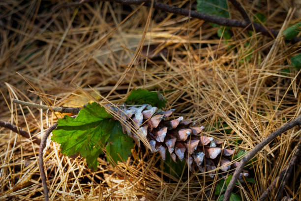istock Nature - Pine Cone on Bed of Needles 1280070644