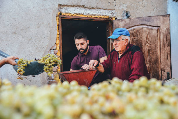 produkcja wina - family grape zdjęcia i obrazy z banku zdjęć