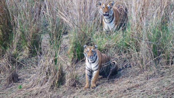 istock tiger cub with its mum, maya, at tadoba 1280071878