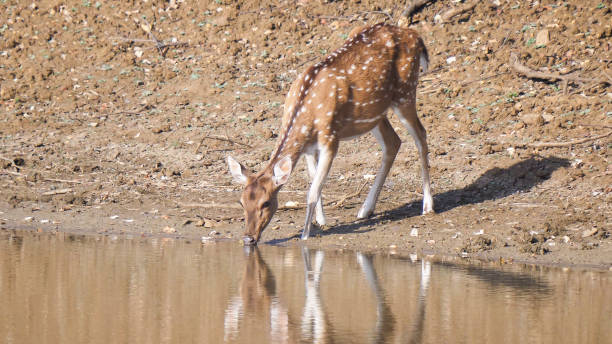 axis deer drinking from a waterhole at tadoba, india