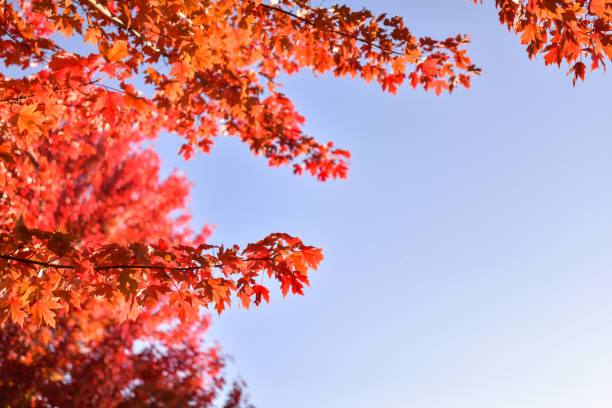 istock Fall Color Vibes in Minneapolis - Maple Leaves 1280074070
