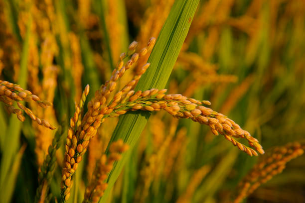 istock Paddy fields of autumn, the harvest scene 1280074215