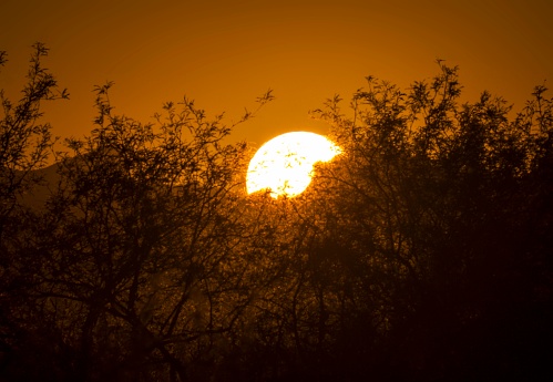 This scenic image shows the sun setting behind plant silhouettes .