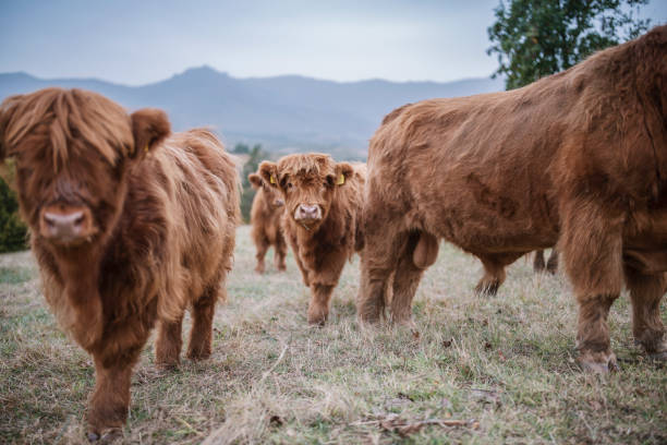 Moody scene of 2 brown orange tan highland cattle scottish bulls. One lies in grass, the other looks away. Copy space, emotion of disagreement.