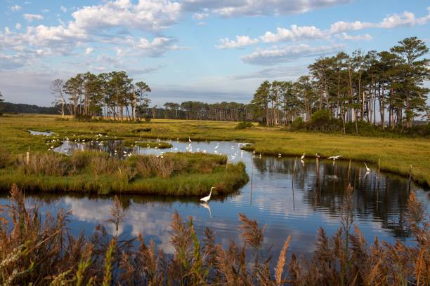 istock Chincoteague Wildlife Refuge 1280078755
