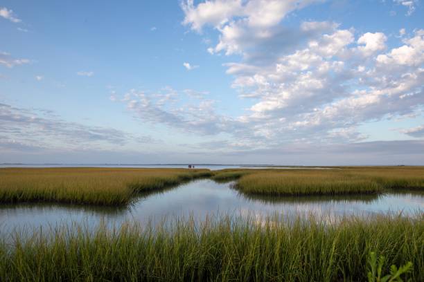 istock Chincoteague Wildlife Refuge 1280078762