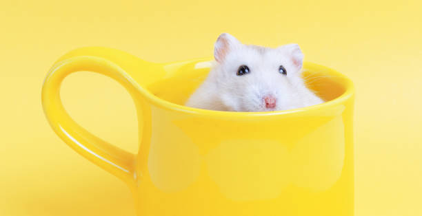 istock Dwarf hamster sits in a cup on yellow background close-up. 1280078794