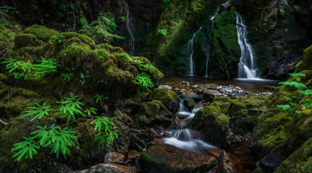 istock Shawnigan Lake Rainforest Waterfall 1280081488