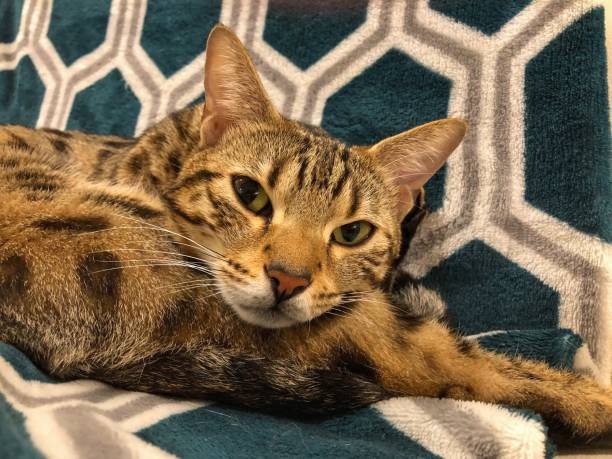 istock Close Up of Cat Looking at the Camera 1280081838