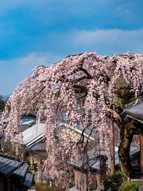 istock Spring scene in Kyoto Sannenzaka slope 1280082463